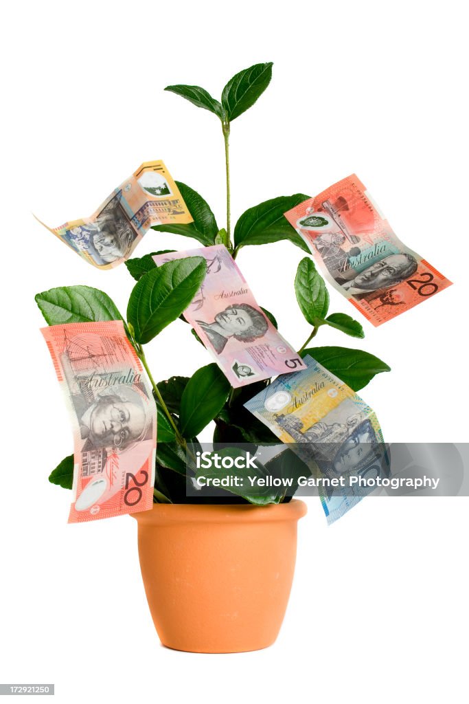 Árbol de dinero - Foto de stock de Castaño de Guayana libre de derechos