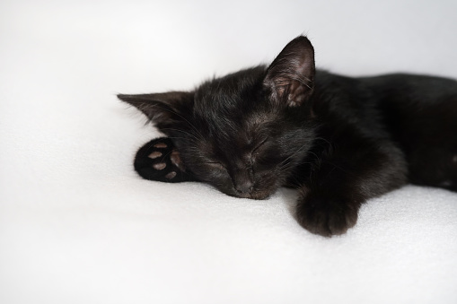 black cat sleeping on a white background. portrait of a domestic kitten on white bed linen. Cozy house concept