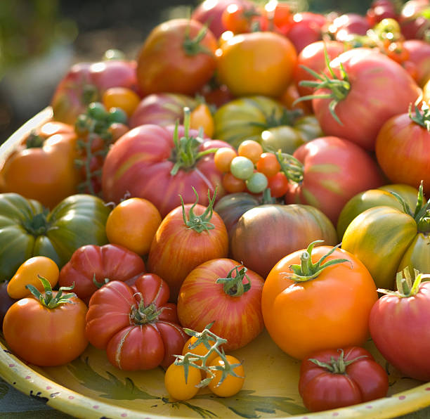農産物ガーデン野菜、オーガニック食品&エアルームトマト - heirloom tomato homegrown produce tomato organic ストックフォトと画像