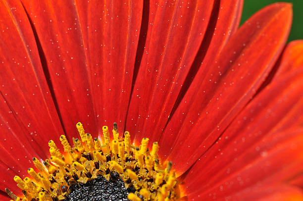 istock Petals of Red Daisy 172921773