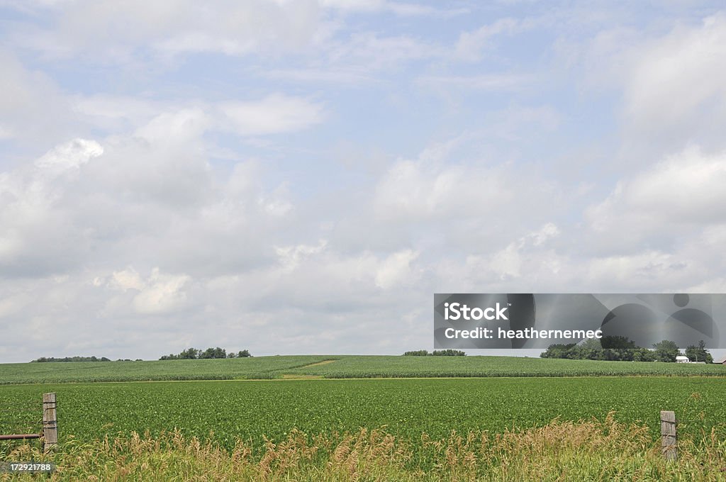 Iowa campo de soja - Foto de stock de Agricultura royalty-free