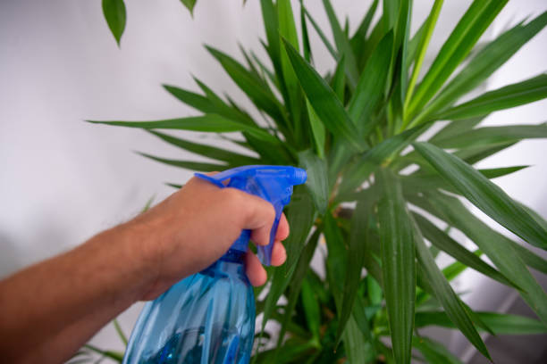 foglie idratanti con uno spruzzatore, prendendosi cura dell'umidità dell'aria Yucca - foto stock