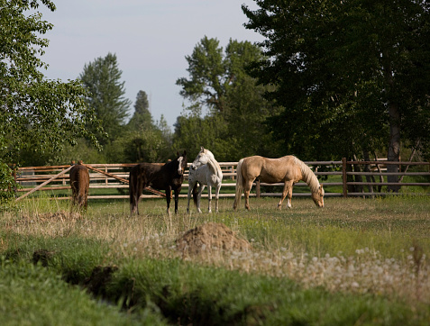 The horses were relaxing in their pasture after a horseback ride.