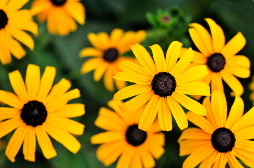 Top view of popular Black Eyed Susans.    For more of my flowers (CLICK HERE)