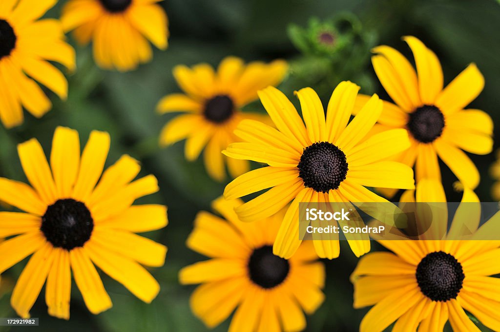 Preto Eyed Susan Tops - Royalty-free Margarida-amarela Foto de stock