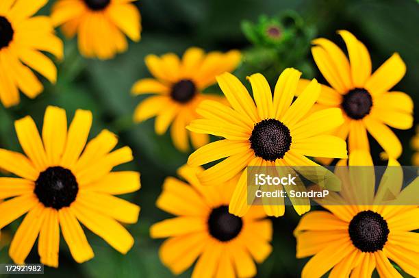 Preto Eyed Susan Tops - Fotografias de stock e mais imagens de Margarida-amarela - Margarida-amarela, Rudbeckia Triloba, Acima