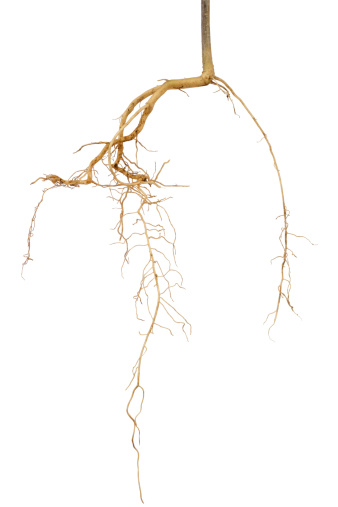 Tree roots isolated on white.Please also see: