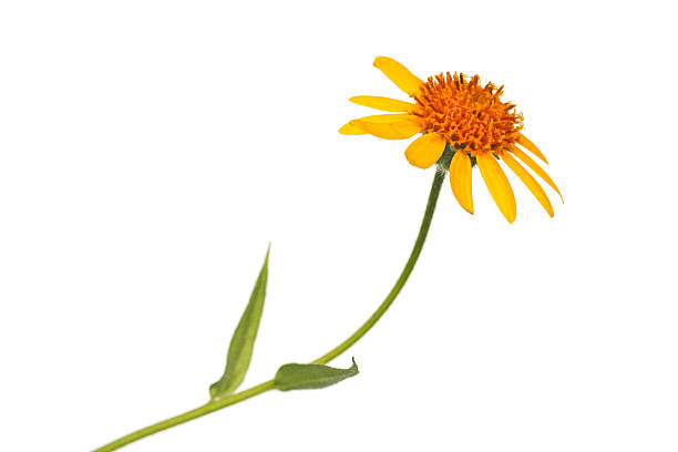 arnica chamissonis "Single yellow flower, arnica chamissonis, isolated on a white background." arnica flower single flower white stock pictures, royalty-free photos & images