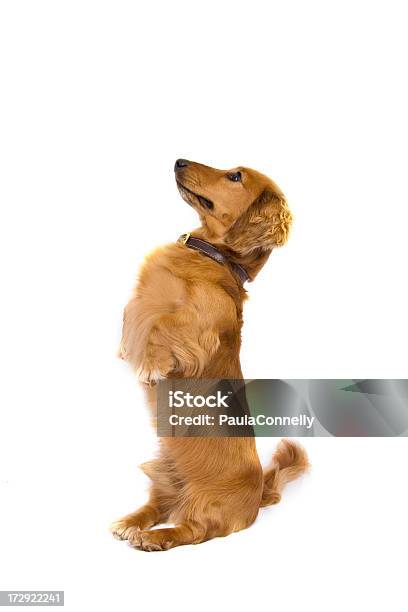 Такса Прося — стоковые фотографии и другие картинки Вертикальный - Вертикальный, Декоративная собака, Животное