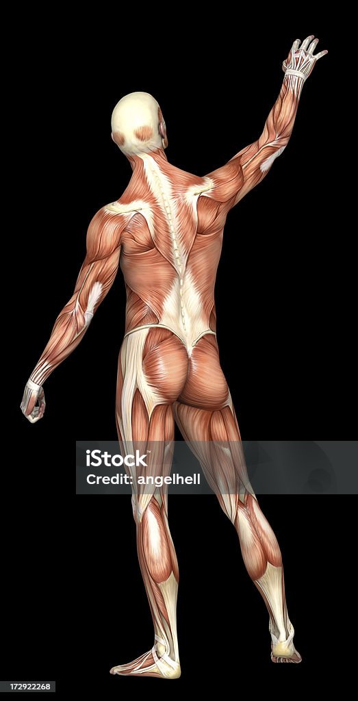 Тело человека в человек с мышц - Стоковые фото Анатомия роялти-фри
