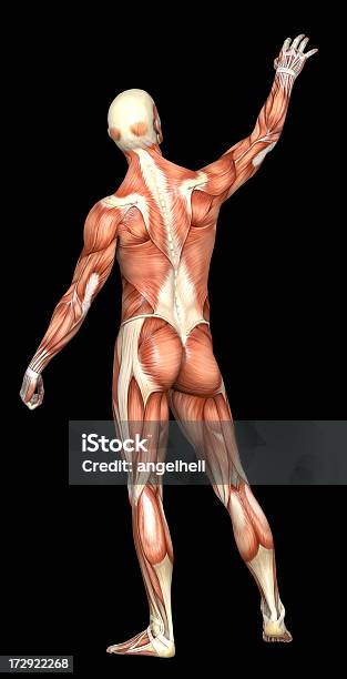 Тело Человека В Человек С Мышц — стоковые фотографии и другие картинки Анатомия - Анатомия, Биология, Болезнь