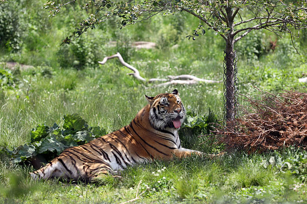istock Tiger resting in the shade 172922290