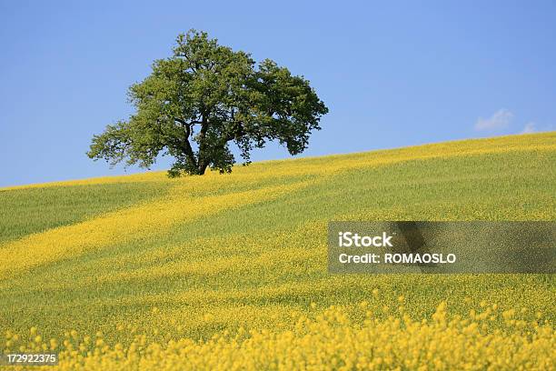 Albero E Il Prato Giallo In Val Dorcia Toscana Italia - Fotografie stock e altre immagini di Albero