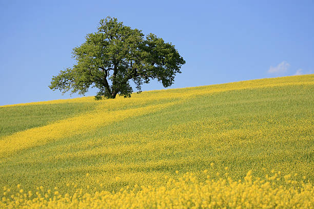 árvore e amarelo meadow em val d'orcia toscana, itália - mustard plant mustard field clear sky sky - fotografias e filmes do acervo