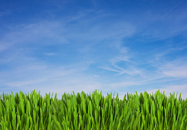 istock Green Field XXL 172922389