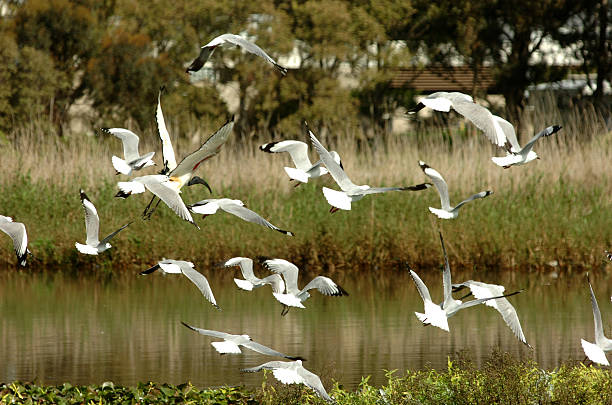 istock Flock of seagulls fly over a river 172922674