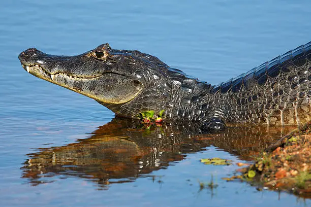 Caiman photographed in the Northern Pantanal / State Mato Grosso / Brazil