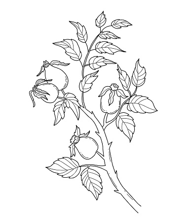 Rosehip branch. Hand drawn linear drawing of branch with seasonal rosehip fruit and leaves. Vector outline illustration