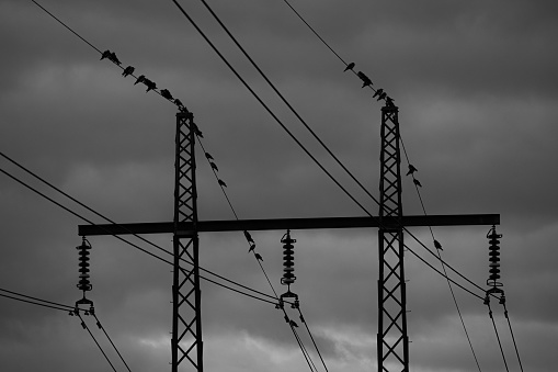 Birds sitting on power line in dusk