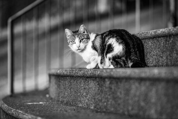 istock Cat sitting on stairway 1729229870