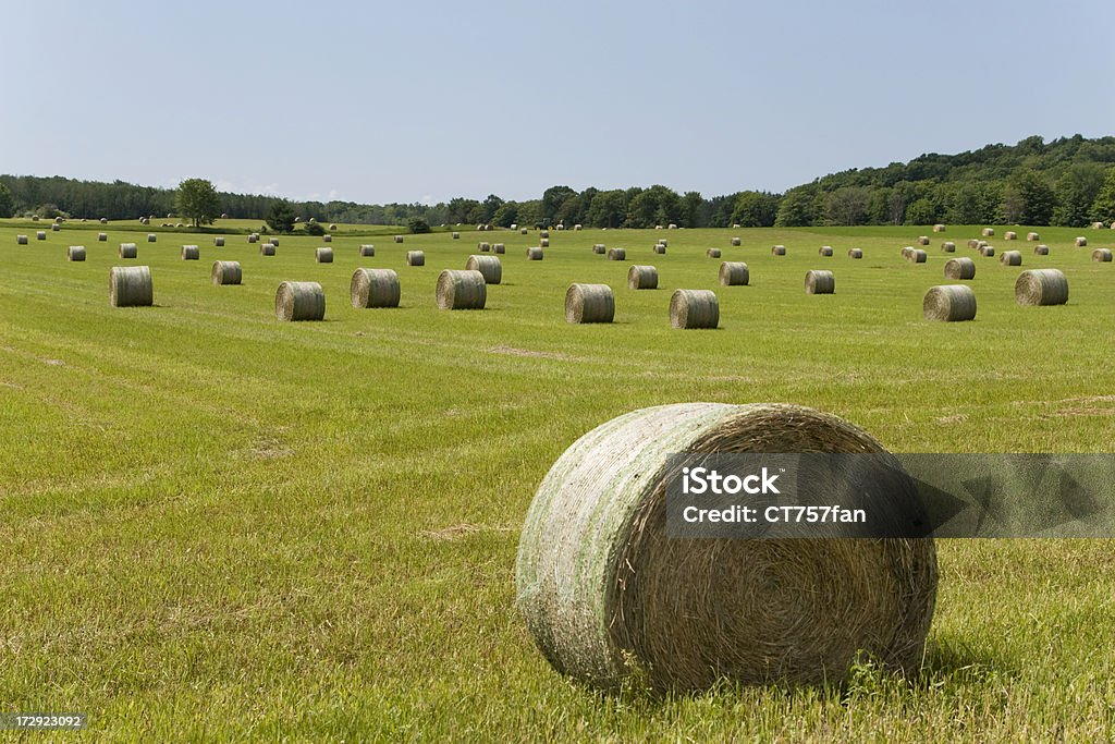 Hay Bales sur journée d'été - Photo de Agriculture libre de droits