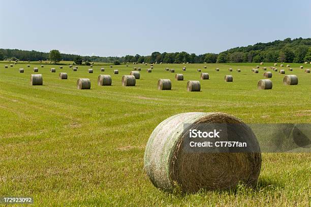 Hay Bales Giorno Destate - Fotografie stock e altre immagini di Agricoltura - Agricoltura, Albero, Ambientazione esterna