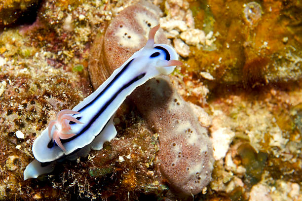 Nudibranch Osprey Reef Trip - Nudibranch stetner stock pictures, royalty-free photos & images