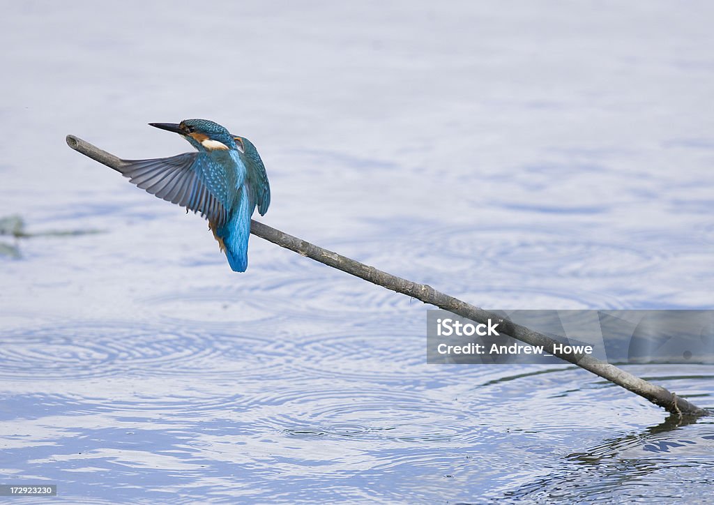 Kingfisher (Alcedo atthis) - Foto de stock de Animais Machos royalty-free