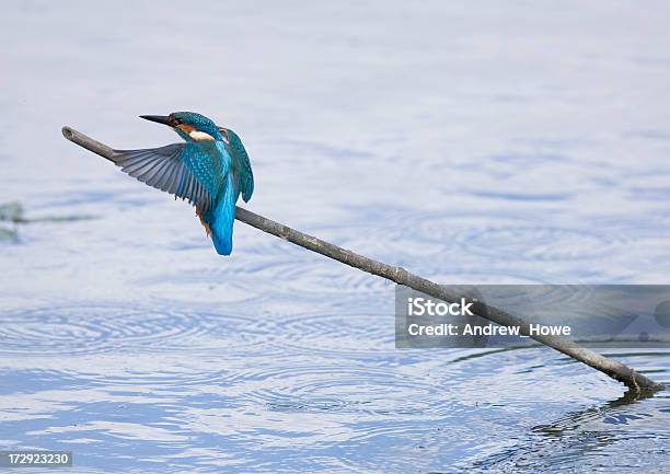 Foto de Kingfisher e mais fotos de stock de Animais Machos - Animais Machos, Animal, Colorido