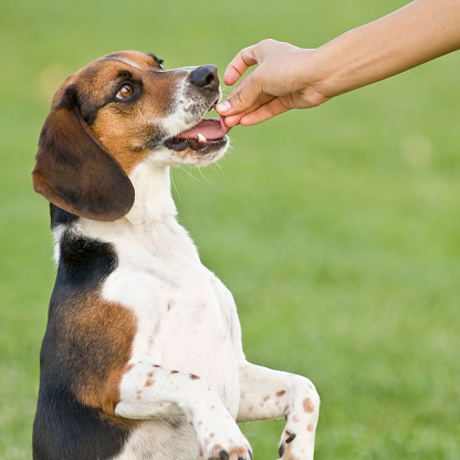 A beagle is given a small snack. 