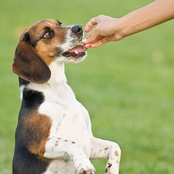 Photo of beagle getting a treat