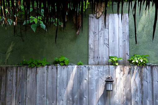 Green plants growing on bamboo fence.