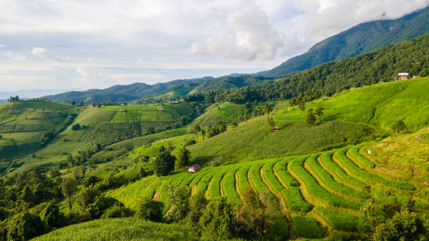 istock Terraced Rice Field in Chiangmai, Thailand 1729233219
