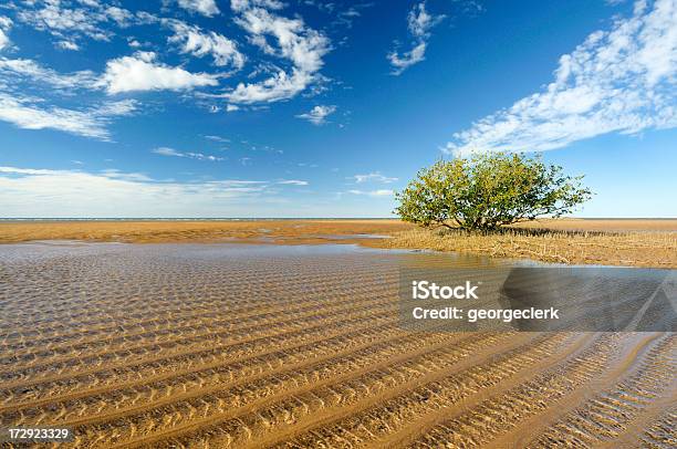 Mangrove In Westaustralien Stockfoto und mehr Bilder von Port Hedland - Port Hedland, Australien, Mangrove