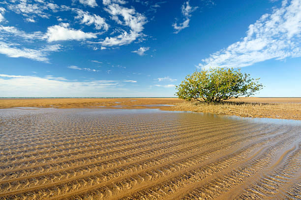 A mangrove growing on the beach at Port Hedland.
