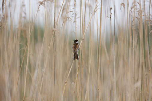 Grass with Male Reed Bunting