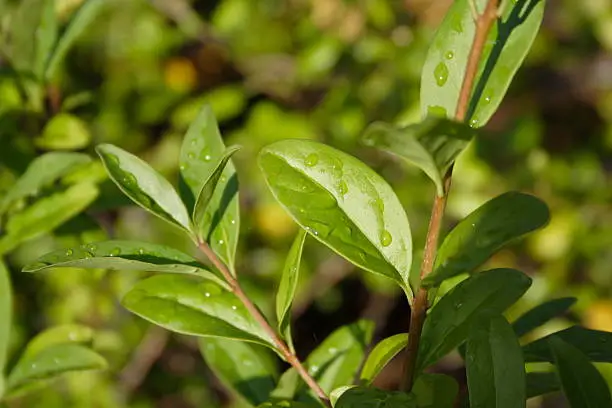 Wild privet on a sunny morning after a rainy night!