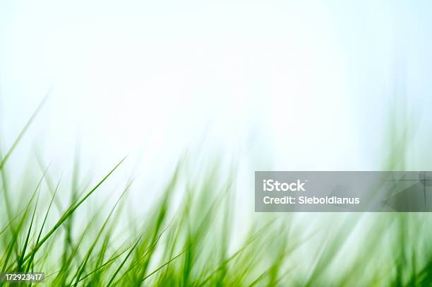 Green Grass In Wind Isolated With Blurred Motion Stock Photo - Download Image Now - Blade of Grass, Long, Grass Area