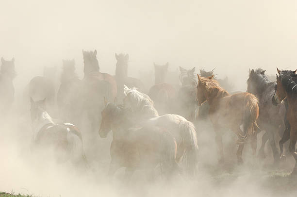 istock Dust,Dirt and Horses 172923443