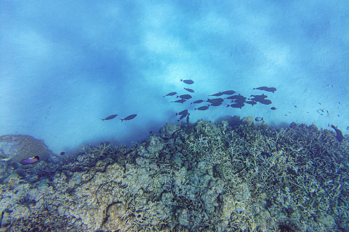 fish swimming on coral reef