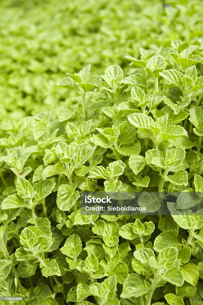 Mentha quatica (Water Mint) close-up Backgrounds Stock Photo