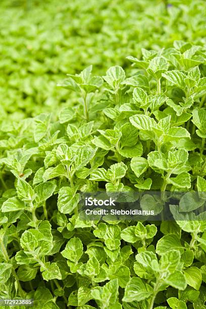 Mentha Quatica Closeup Stock Photo - Download Image Now - Backgrounds, Close-up, Green Color