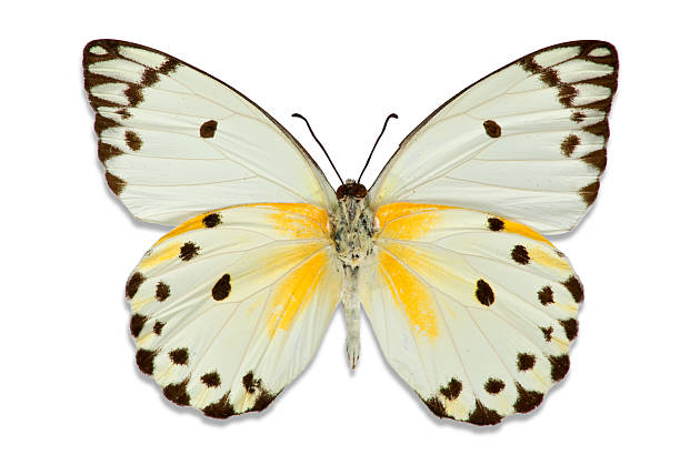 istock Ornate Butterfly with Hints of Yellow 172923901