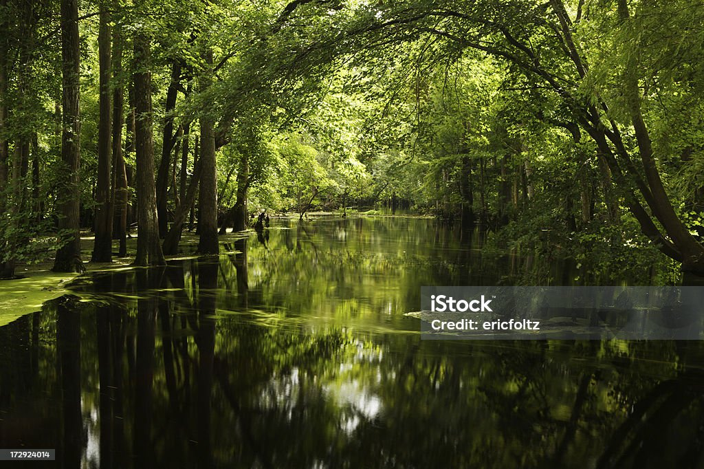 Esercente Millpond - Foto stock royalty-free di Parco Statale di Merchants Millpond