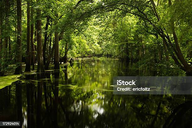 Esercente Millpond - Fotografie stock e altre immagini di Parco Statale di Merchants Millpond - Parco Statale di Merchants Millpond, Carolina del Nord - Stato USA, Pantano