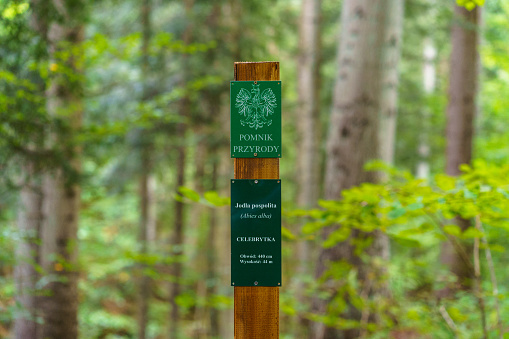 Jamna Górna, Subcarpathian, Poland - 05 October 2023:plaque marking a natural monument - a fir tree with a circumference of 440 cm and a height of 44 m - the area of the planned Turnicki National Park