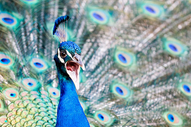 Calling peacock stock photo