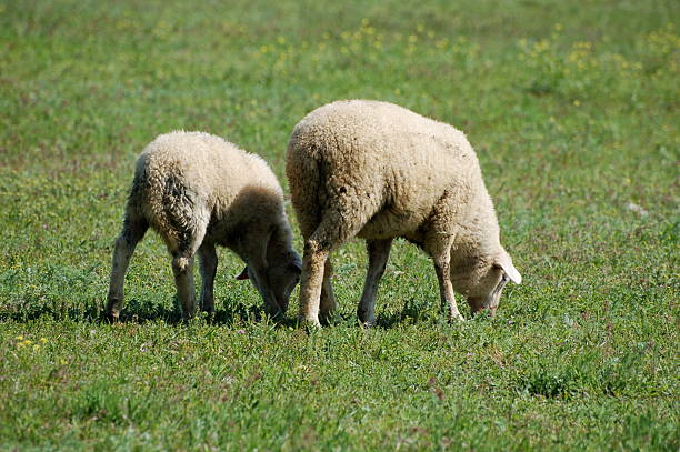 Ewe and Lamb stock photo