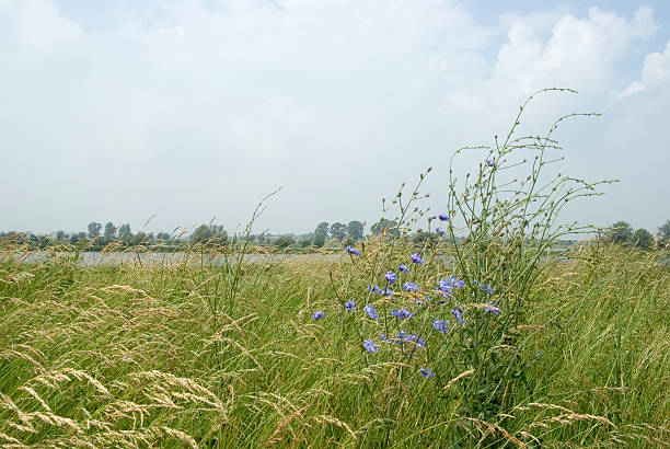 Chicory (Cichorium intybus) in a River Landscape Medium to tall, stiffly hairy or hairless Perennial. When Plant injured, it produces Latex. Flower heads mostly clear bright blue. lek river in the netherlands stock pictures, royalty-free photos & images