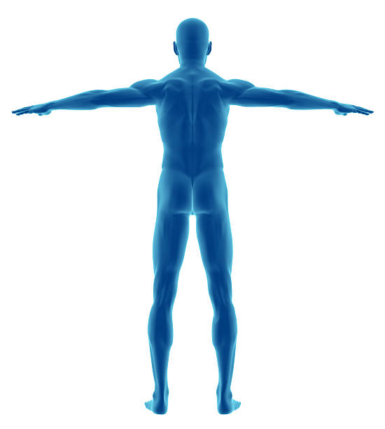 istock Human body of a man for study 172924353